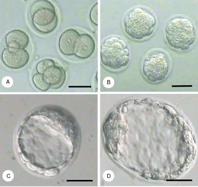 Gambar 1  Embrio stadium cleavage (A), morula (B), blastosis (C), dan blastosis ekspan (D)