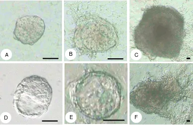 Gambar 2. Perkembangan ESC yang dihasilkan morula (A-C), dan Blastosis (D-F).  A: morula tanpa zona pelusida, B: morula yang telah melekat pada dasar cawan kultur, C: koloni primer ESC yang dihasilkan morula, D: blastosis tanpa zona pelusida, E: blastosis 