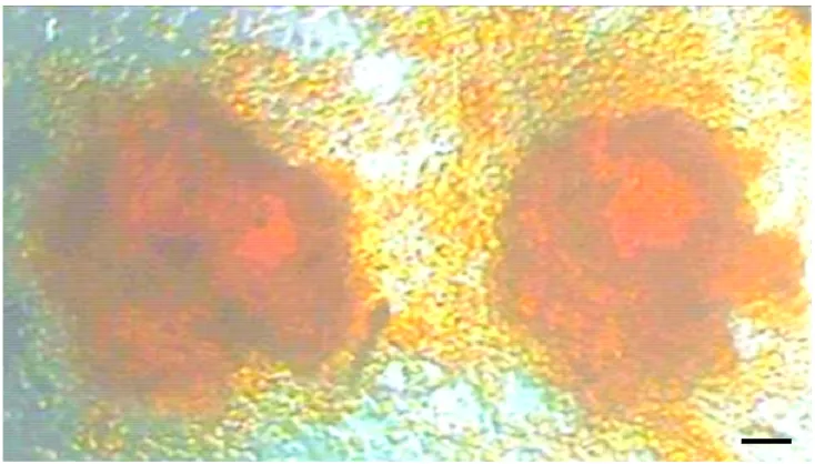 Gambar 8 Koloni embryonic stem cells yang positif terhadap pewarnaan alkaline phosphatase
