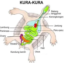 Gambar 2. Sistem pencernaan kura-kura 