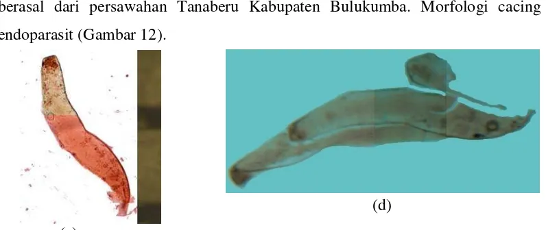 Gambar 12. Cacing tipe 1 : (c) cacing dari C. amboinensis Bulukumba dan (d) 