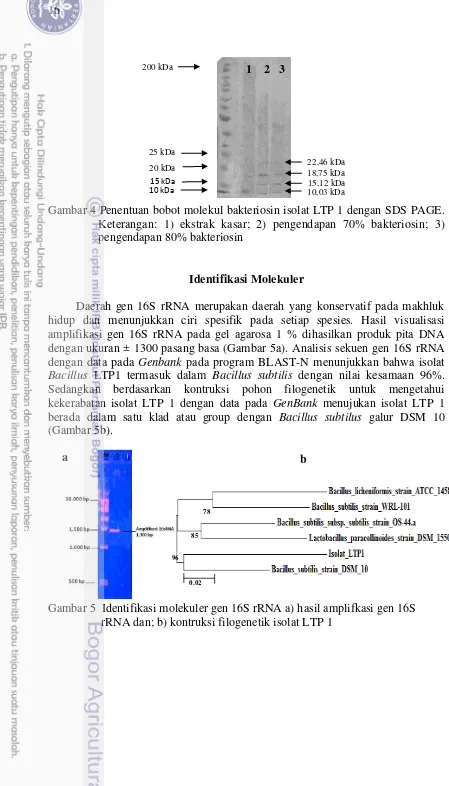 Gambar 4 Penentuan bobot molekul bakteriosin isolat LTP 1 dengan SDS PAGE. 