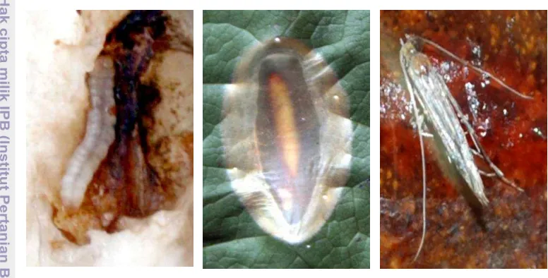 Gambar 4  Penggerek  buah kakao.  Stadium  larva  (kiri),  pupa (tengah), dan 