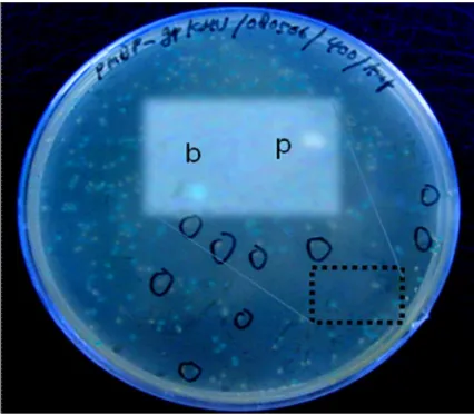 Gambar 6.  Hasil transformasi bakteri E.coli DH5α berupa koloni biru (b) dan 