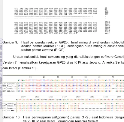 Gambar 9.  Hasil pengurutan sekuen GP25. Huruf miring di awal urutan nukleotida 