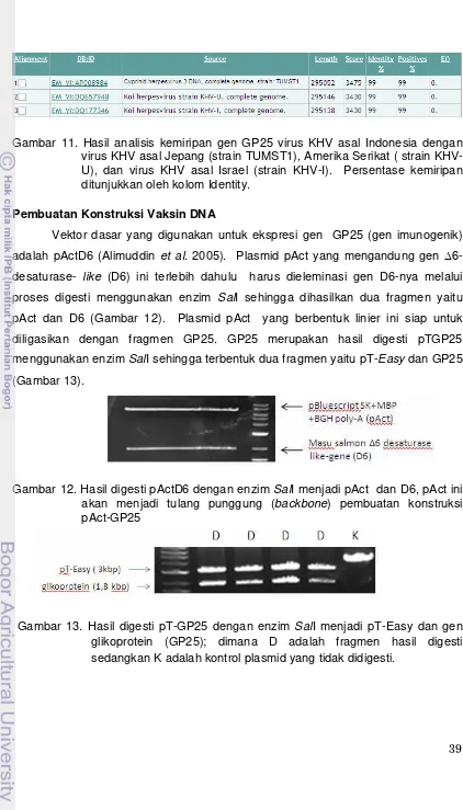 Gambar 11. Hasil analisis kemiripan gen GP25 virus KHV asal Indonesia dengan 