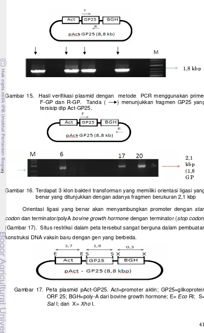 Gambar 15.  Hasil verifikasi plasmid dengan  metode  PCR menggunakan primer  