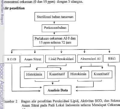 Gambar 2 Bagan alir penelitian Peroksidasi Lipid, Aktivitas SOD, dan Sekresi 