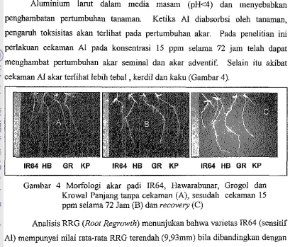 Gambar 4 Morfologi akar padi IR64, Hawarabunar, Grogol dan 