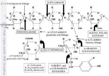 Gambar  1 Mekanisme hidrolisis xilan oleh xilanase (Beg et al. 2001) 
