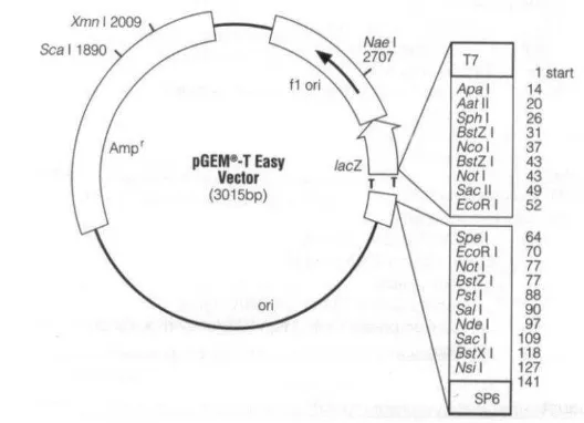 Gambar 5 Peta plasmid vektor kloning pGEM-T Easy  