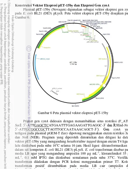 Gambar 6 Peta plasmid vektor ekspresi pET-15by 