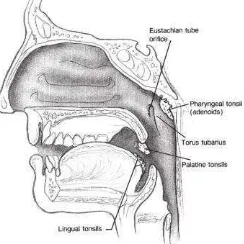 Gambar 2.1 Cincin Waldeyer tampak lateral (Jeyakumar, 2013) 