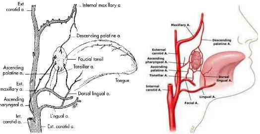 Gambar 2.3 Suplai darah tonsil (Lowry dan Onart, 2003) 