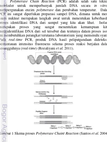 Gambar 1 Skema proses  Polymerase Chaint Reaction (Santos et al. 2004) 