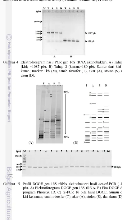 Gambar  5  Profil DGGE gen 16S rRNA aktinobakteri hasil nested-PCR (~180 pb). A) Elektroforegram DGGE gen 16S rRNA