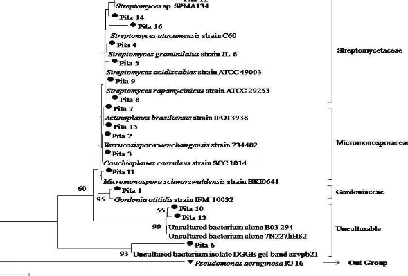 Gambar 7 Pohon filogenetik 16 sekuen pita berdasarkan gen 16S rRNA aktinobakteri hasil analisis DGGE (metode Neighbour Joining, model Kimura 2-paramater (K2), nilai bootstrap 1000×)