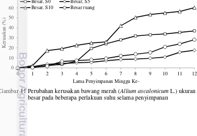 Gambar 11 Perubahan kerusakan bawang merah (Allium ascalonicum L.) ukuran 