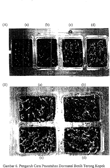 Gambar 6. Pengaruh Cara Pelnatahan Dormansi Benih Terong Kopek terhadap Perkecambahan (A) Benih Tingkat Kemasakan MI 52-54 HSB, (B) M2 55-57 HSB, (a) kontrol, (b) aquades, (c) K N O  0.04%