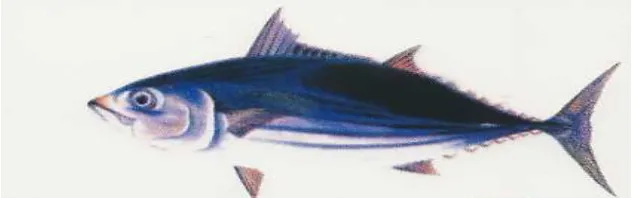 Gambar 2 Ikan Cakalang (Katsuwonus pelamis). 