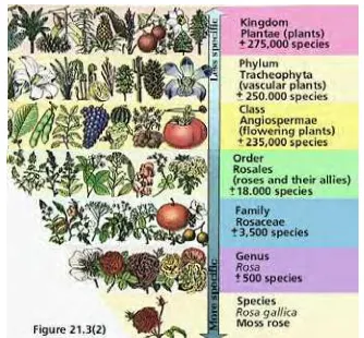 Gambar 1 Susunan taksonomi tumbuhan. 