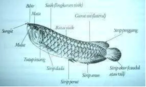 Gambar 1. Ikan Arwana ���������������������� 