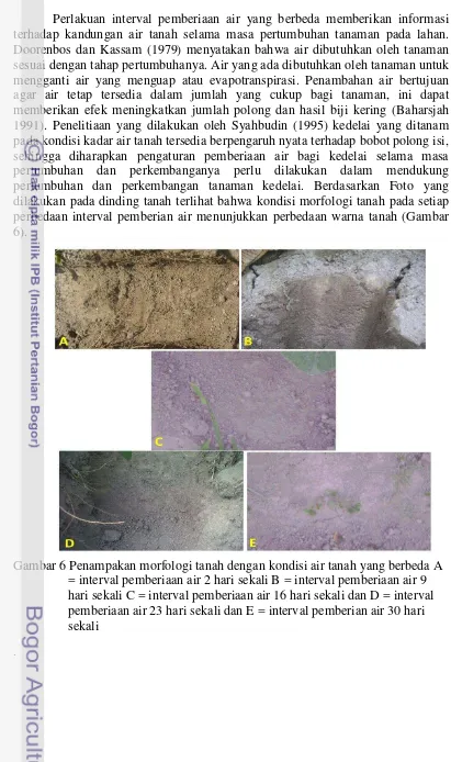 Gambar 6 Penampakan morfologi tanah dengan kondisi air tanah yang berbeda A 