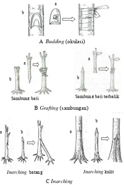 Gambar 3  Beberapa bentuk teknik penyambungan tanaman. a: scion (batang atas), b: stock (batang bawah) (Wudianto 1999; Hartmann et al
