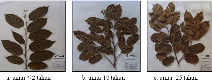 Gambar 5  Contoh herbarium S. leprosula untuk analisis morfologi daun. 