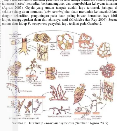 Gambar 2. Daur hidup Fusarium oxysporum (Sumber : Agrios 2005) 
