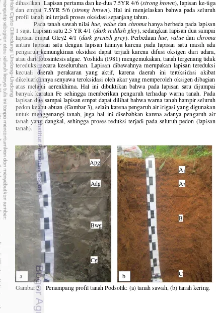 Gambar 3    Penampang profil tanah Podsolik: (a) tanah sawah, (b) tanah kering. 