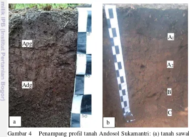 Gambar 4    Penampang profil tanah Andosol Sukamantri: (a) tanah sawah, 