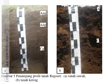 Gambar 5 Penampang profil tanah Regosol:  (a) tanah sawah,  