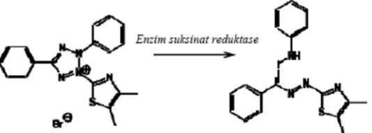 Gambar 2. Reaksi Reduksi MTT Menjadi Formazan Oleh Enzim Reduktase Suksinat 
