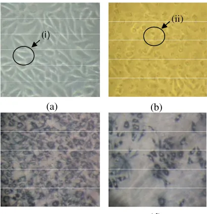 Gambar 3. Pengaruh ekstrak etanol daun srikaya terhadap morfologi sel T47D dan pembentukan formazan