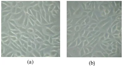 Gambar 4. Morfologi sel T47D pada kontrol sel (a) dan kontrol DMSO 1,25% (b) tidak memperlihatkan perbedaan