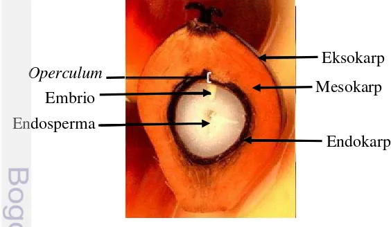 Gambar 1 Struktur benih kelapa sawit  