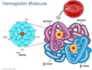 Gambar 2. Hemolgobin Molecule 