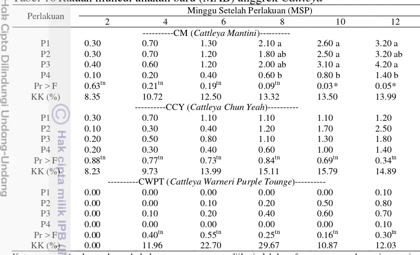 Tabel 10 Rataan muncul anakan baru (MAB) anggrek Cattleya 