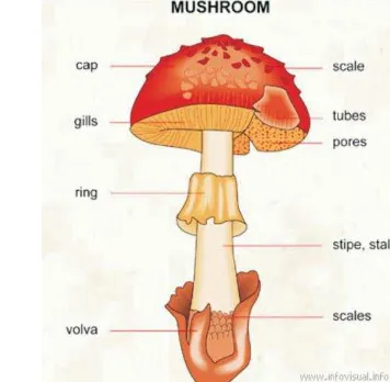 Gambar 1 Morfologi tubuh jamur tiram (www.infovisual.info) 