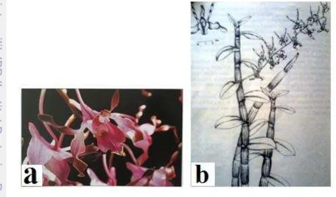 Gambar 1 Morfologi anggrek Dendrobium lasianthera (J.J Smith) 