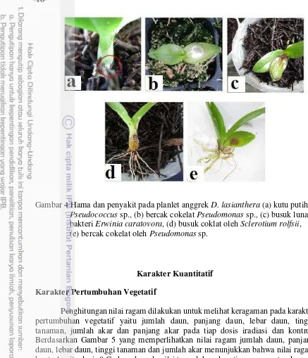 Gambar 4 Hama dan penyakit pada planlet anggrek D. lasianthera (a) kutu putih 