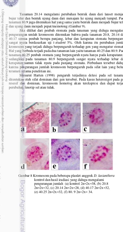 Gambar 8 Kromosom pada beberapa planlet anggrek D. lasianthera 