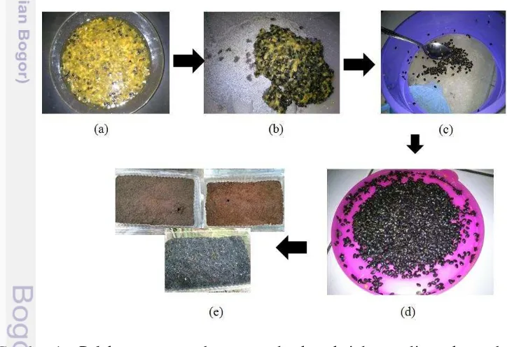 Gambar 1   Pelaksanaan percobaan metode ekstraksi dan media perkecambahan 
