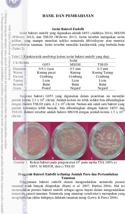 Tabel 2 Karakteristik morfologi koloni isolat bakteri endofit yang diuji 