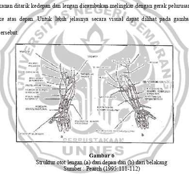 Gambar 6 Struktur otot lengan (a) dari depan dan (b) dari belakang 