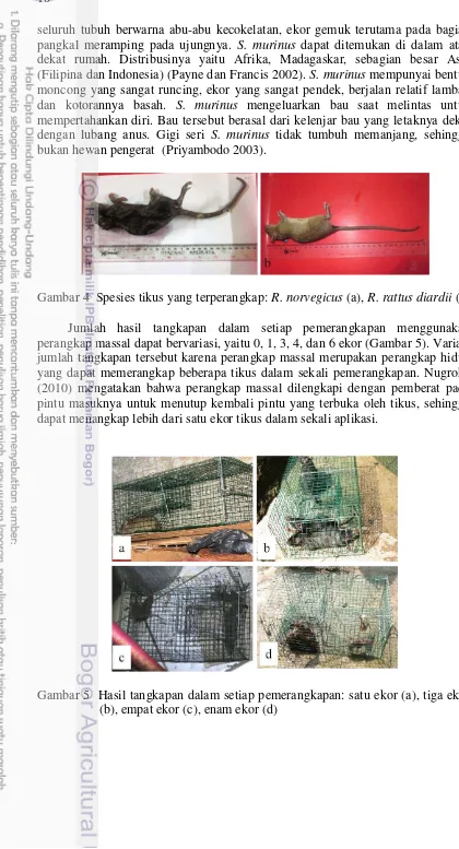 Gambar 4  Spesies tikus yang terperangkap: R. norvegicus (a), R. rattus diardii (b) 