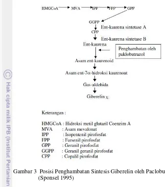 Gambar 3  Posisi Penghambatan Sintesis Giberelin oleh Paclobutrazol 