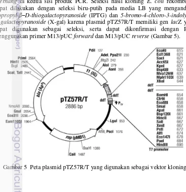 Gambar 5  Peta plasmid pTZ57R/T yang digunakan sebagai vektor kloning 