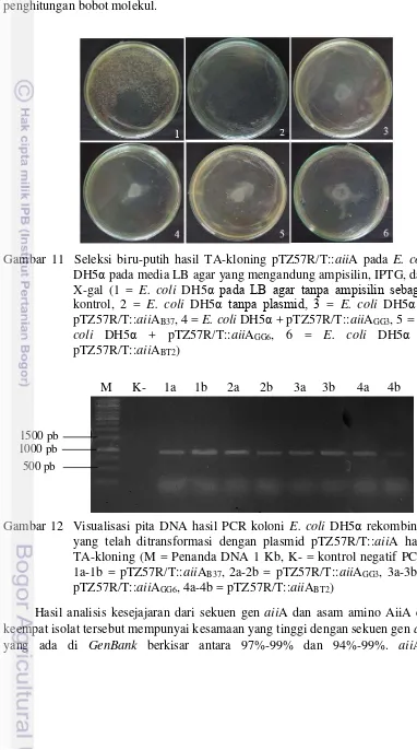 Gambar 11  Seleksi biru-putih hasil TA-kloning pTZ57R/T::aiiA pada E. coli 